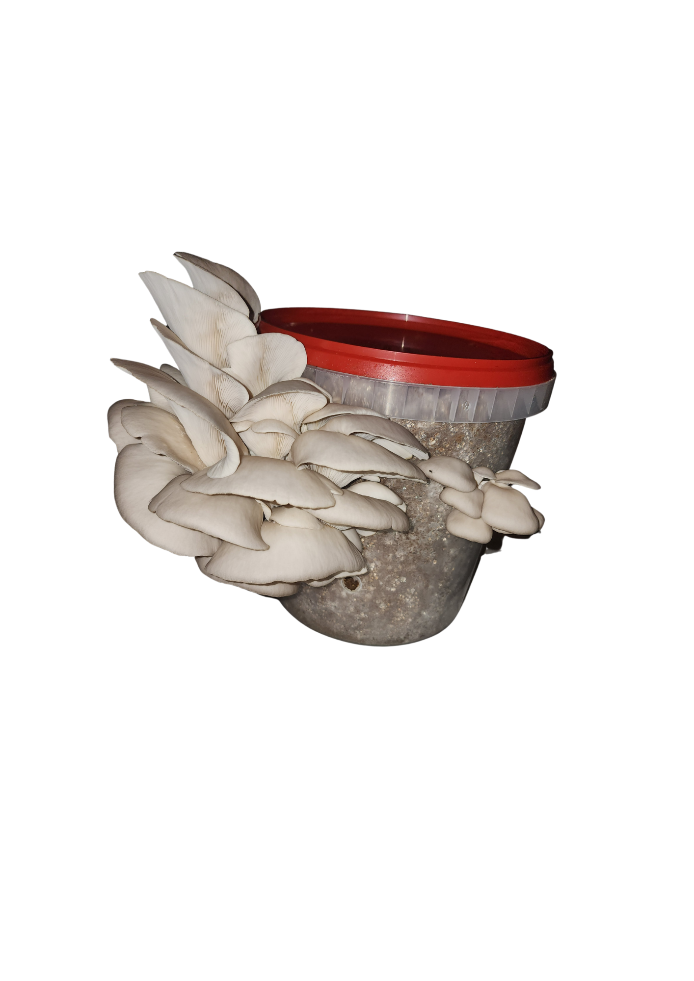 grey oyster grow kit