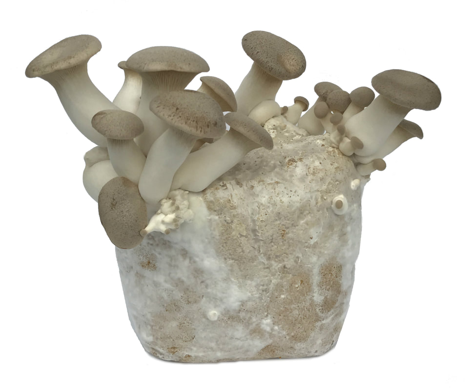 king oyster